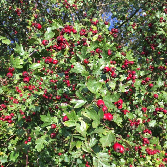 hawthorn-plant-profile-solidarity-apothecary